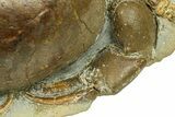 Miocene Fossil Crab (Tumidocarcinus) - New Zealand #302201-6